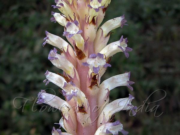 Nodding Broomrape